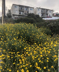 Garland Daisy Seeds - 2,000 Pack, Chrysanthemum spp., Multi-Color Blooms, Garden, Landscaping, Pollinator Attractant
