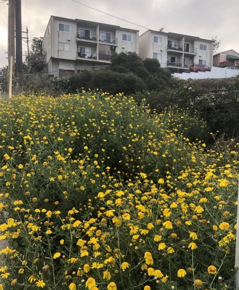 Garland Daisy Seeds - 2,000 Pack, Chrysanthemum spp., Multi-Color Blooms, Garden, Landscaping, Pollinator Attractant