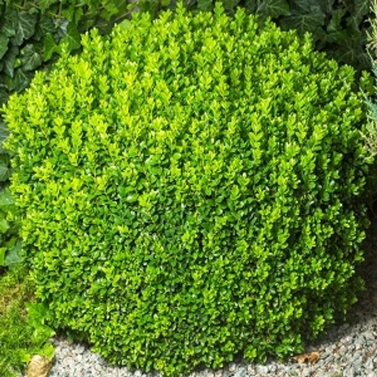 Green Velvet Boxwood Plants - 2.5'' Pot, Evergreen Shrub, Pollution & Deer Resistant, Buxus 'Green Velvet' for Landscaping