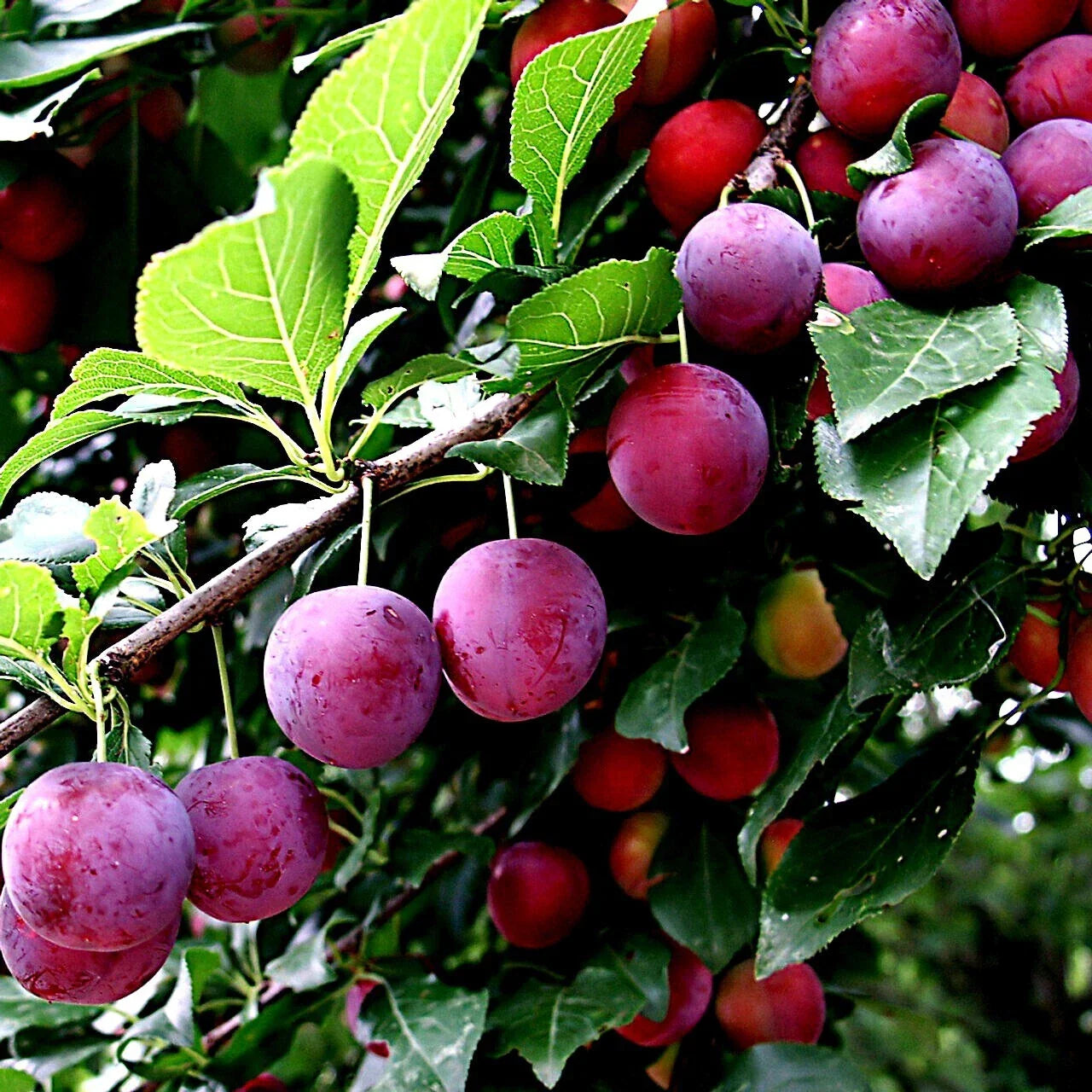 American Plum Tree Seeds - Prunus americana - Hardy Zone 3, Fast-Growing Deciduous Tree for Garden or Orchard