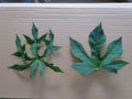 Chaya Maya Edible Tree Cuttings Set of 6 – Deeply Lobed & Maple Leaf Varieties – Cnidoscolus aconitifolius, Nutritious Greens, Fast-Growing