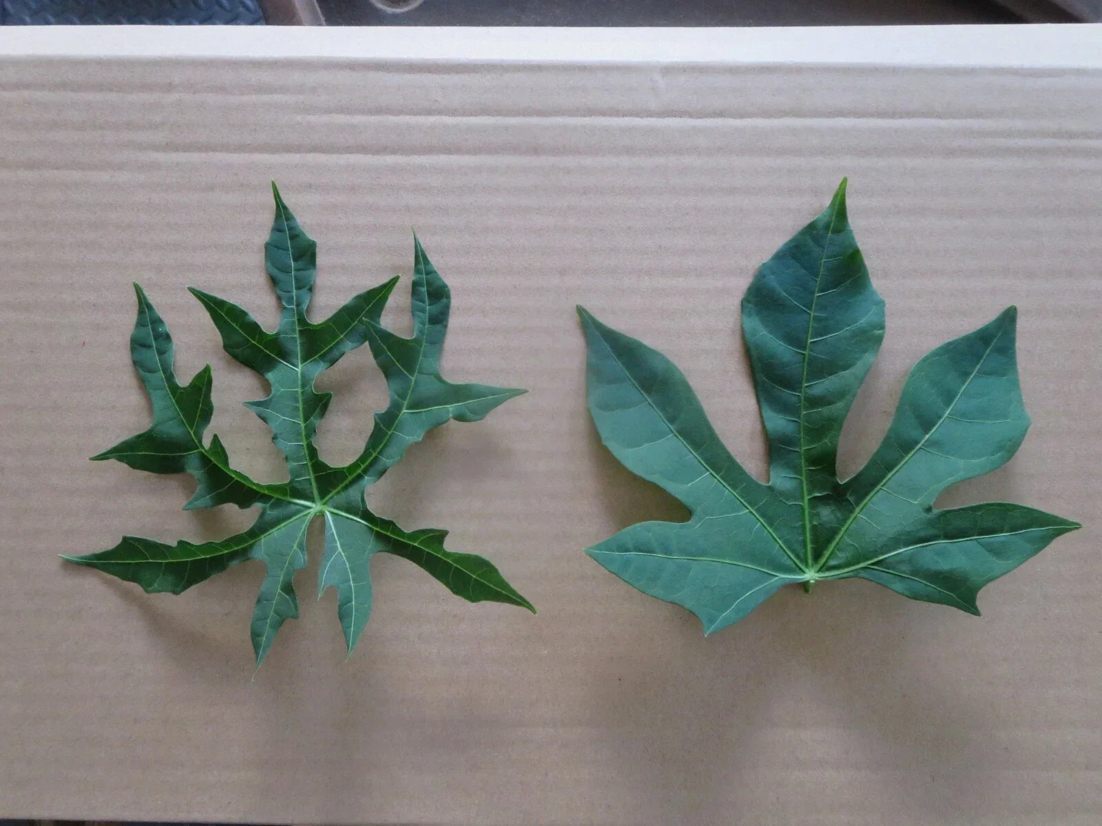 Chaya Maya Edible Tree Cuttings Set of 6 – Deeply Lobed & Maple Leaf Varieties – Cnidoscolus aconitifolius, Nutritious Greens, Fast-Growing