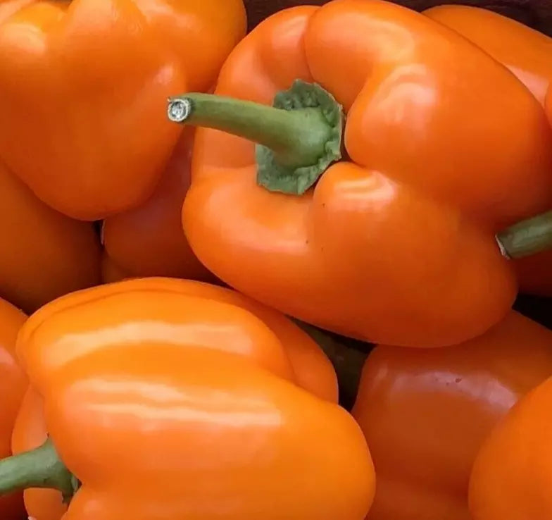 Orange Bell Pepper Seeds - Non-GMO, Sweet Capsicum annuum for Vegetable Garden, 30+ Seeds