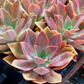 Rare Succulent Graptoveria Dusty Pink Live Plant 4-Inch Pot