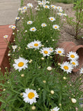 Shasta Daisy Plant Bare Root Leucanthemum × superbum Perennial Flower for Garden
