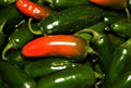 Jalapeno Pepper Seeds - Non-GMO Capsicum annuum for Home Gardens, Spicy Salsas & Cooking