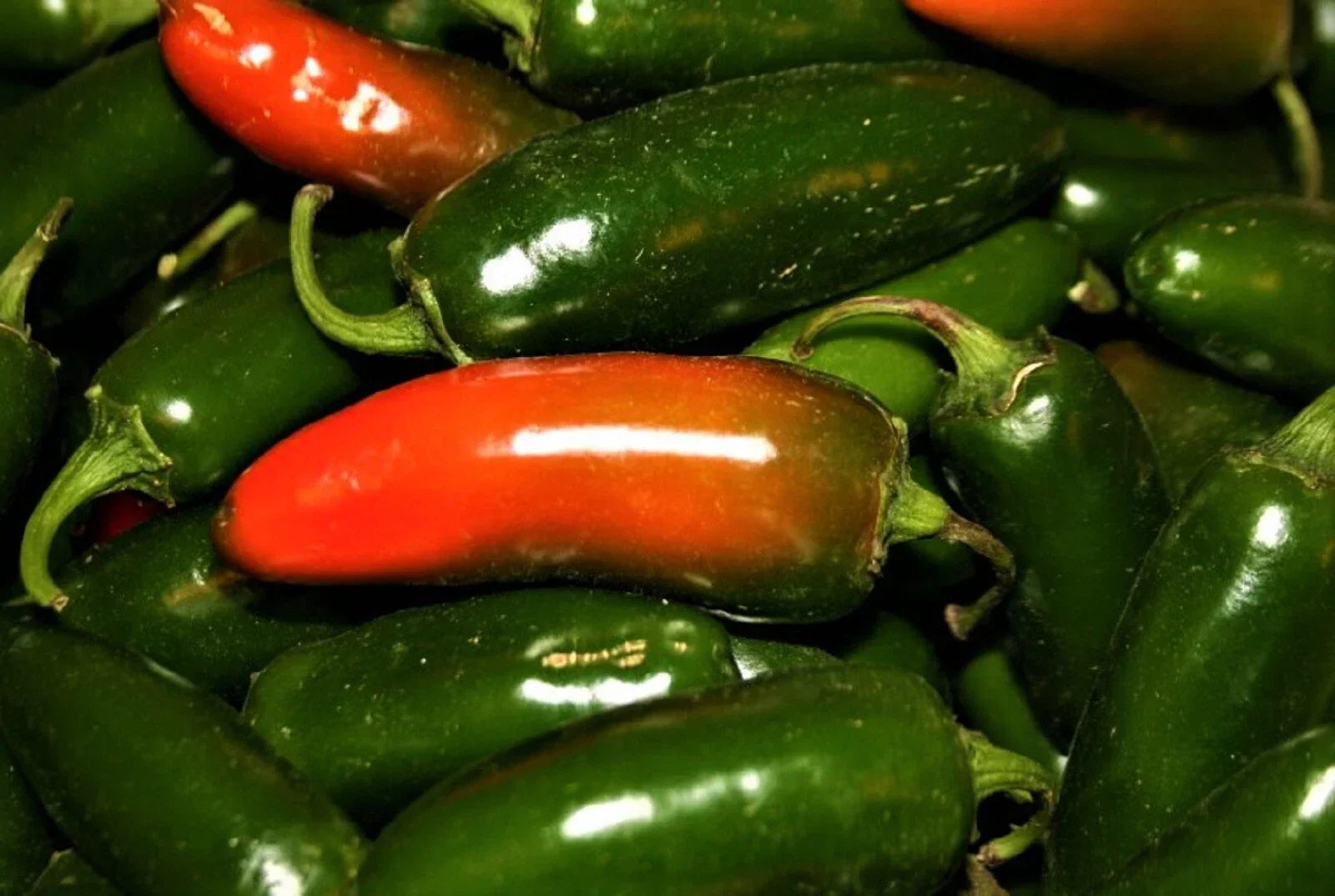 Jalapeno Pepper Seeds - Non-GMO Capsicum annuum for Home Gardens, Spicy Salsas & Cooking