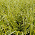 Live Aquatic Marginal Plant - Golden Sweet Flag, Acorus gramineus 'Ogon', Pond Edge, Clumping, Hardy Water Garden Plant