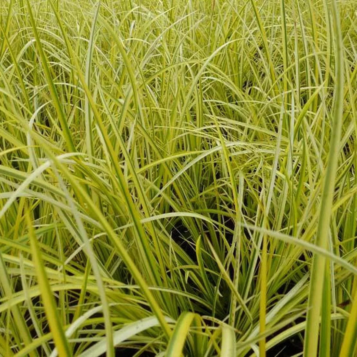 Live Aquatic Marginal Plant - Golden Sweet Flag, Acorus gramineus 'Ogon', Pond Edge, Clumping, Hardy Water Garden Plant