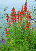 Red Cardinal Flower Roots - 5 Fresh Lobelia cardinalis Perennial Plants for Pollinator Gardens