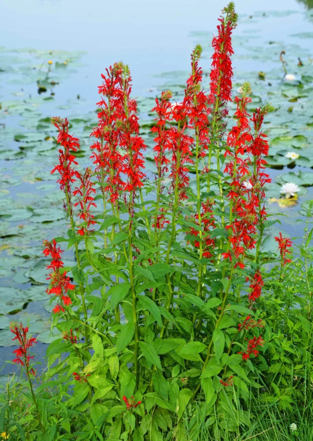 Red Cardinal Flower Roots - 5 Fresh Lobelia cardinalis Perennial Plants for Pollinator Gardens