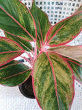 Chinese Evergreen Bare Root Plant 4" Aglaonema 'Siam Aurora' Red Green Foliage Indoor