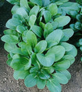 Tatsoi Black Night Microgreens Seeds 500 - Brassica rapa var. rosularis, Asian Mustard, High Vitamin Nutrition, Non-GMO