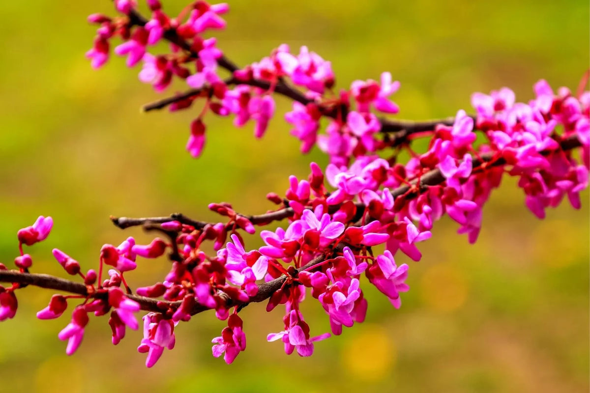 Red Bud Tree Seeds - Cercis canadensis - Exotic Flowering Tree for Yard or Bonsai - 30+ Seeds