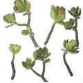 Jade Succulent Plant Cuttings 2 Pack | Easy to Root Crassula ovata | Indoor Outdoor Low Maintenance Succulent
