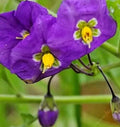 Thunbergia Erecta King's Mantle Purple 6" Live Plant Cuttings - 7 Unrooted for Gardening
