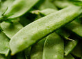 Mammoth Melting Sugar Snow Pea Seeds - Heirloom, Non-GMO, Climbing Pods, Pisum sativum