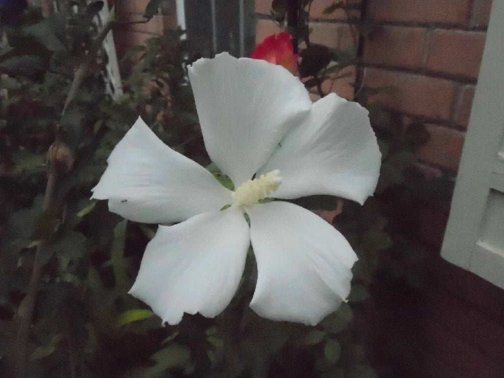 Hibiscus syriacus 'Diana' Cuttings - 6-8" Shrub Althea for Hummingbirds, Perennial Garden Plant