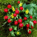 Indian Strawberry Vine Seeds - Ground Cover, Edible, Duchesnea indica, 100 Seeds