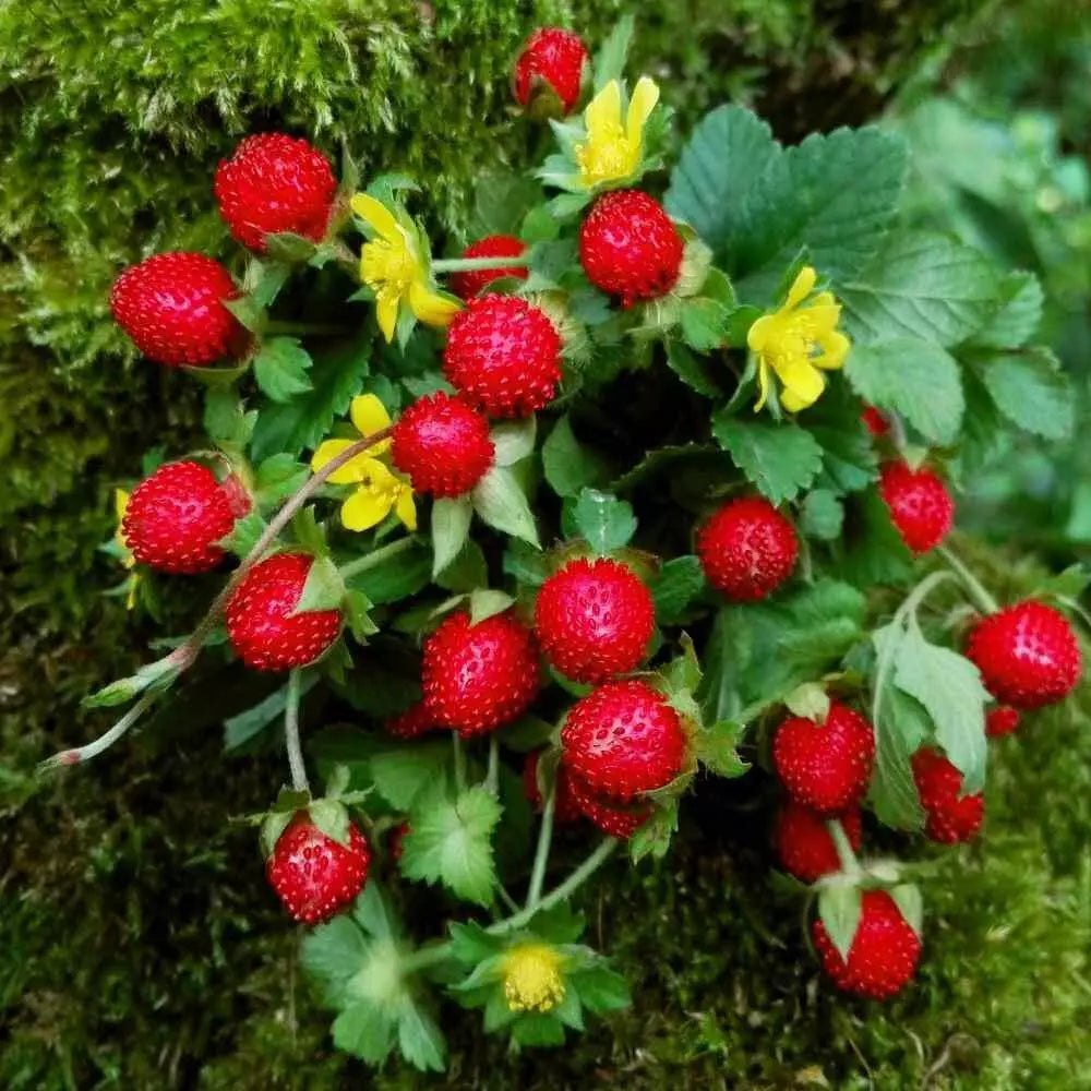 Indian Strawberry Vine Seeds - Ground Cover, Edible, Duchesnea indica, 100 Seeds
