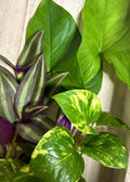 Rooted Plant Cuttings - Arrowhead Vine, Pothos, Wandering Jew - Indoor Houseplants - Syngonium, Epipremnum, Tradescantia