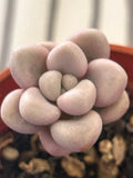 Graptopetalum Ellen Succulent Plant | 2 Inch Pot | Live Rosette Fleshy Leaves | Indoor & Outdoor Care