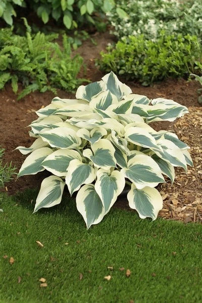 Hosta Firn Line Perennial Plant in 5.25" Pot, Shade Garden, Unique Textured Leaves, Hosta spp.