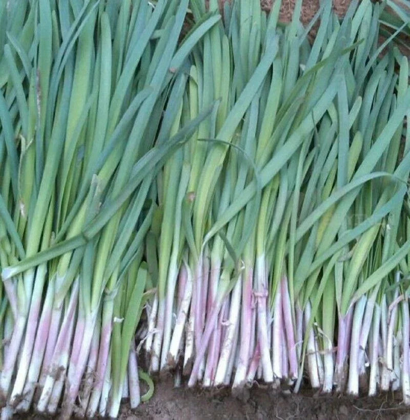 Garlic Chives Seeds - 200+ Fragrant Purple Variety Allium tuberosum Herb Seeds for Cooking & Garden