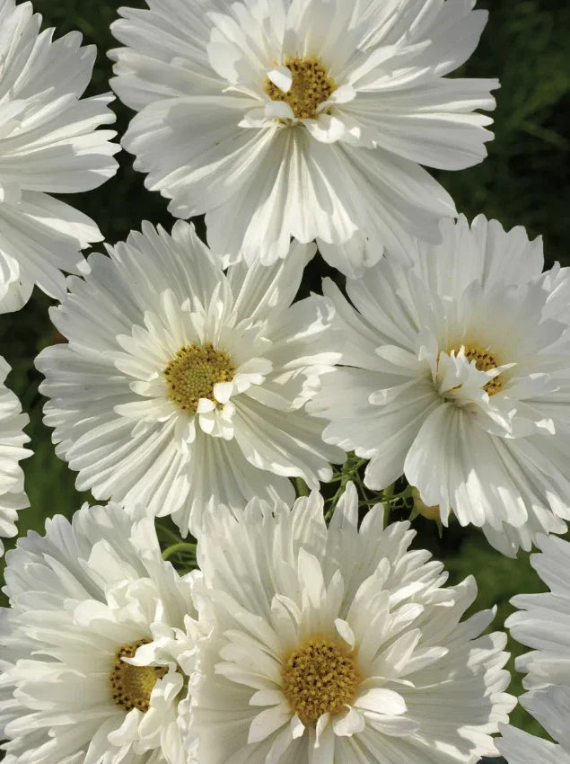 Cosmos Seeds - 100 Non-GMO Psyche White Blossoms - Attracts Butterflies & Bees - Cosmos bipinnatus Annual Flower