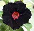 Black Red Desert Rose Seeds - Adenium Obesum Perennial Flower Seeds - Exotic Drought-Resistant Plant Pack of 4