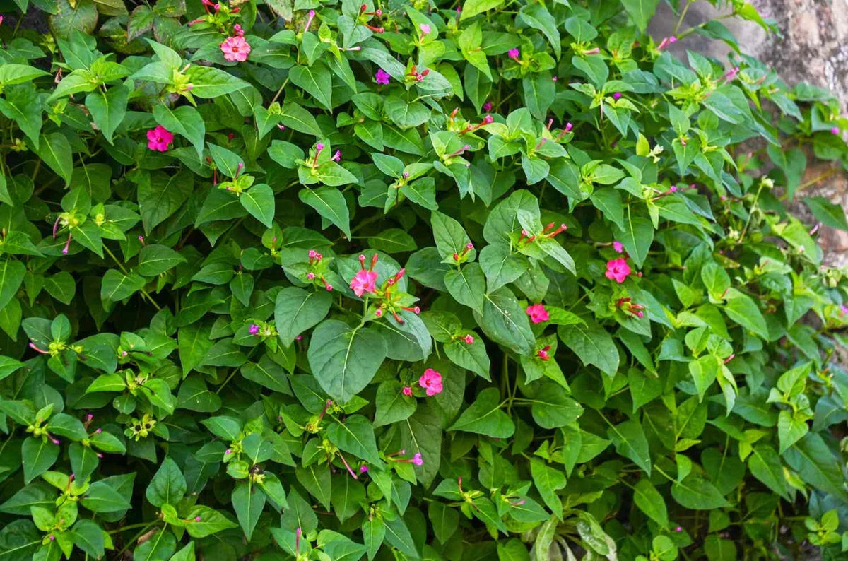 Four O'Clock Flower Bare Root Plant 4+ Inches Mirabilis jalapa Multi-Color Bloom, Low-Growing, Sun to Part Sun
