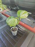 Manjula Pothos Plant - Fully Rooted Epipremnum aureum Indoor Houseplant with Variegated Green and White Foliage