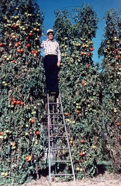 Trip L Crop Tomato Seeds – Rare Tomato Tree Variety, 30+ Seeds, Vigorous 15-Foot Vines, Home Gardening, Solanum lycopersicum