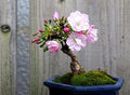Sakura Bonsai Tree Seeds - 10 Pack - Cherry Blossom - Prunus serrulata - Indoor Garden, Flowering Plant Seeds