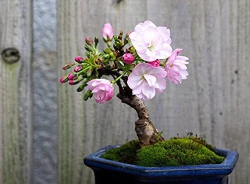 Sakura Bonsai Tree Seeds - 10 Pack - Cherry Blossom - Prunus serrulata - Indoor Garden, Flowering Plant Seeds