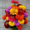 California Giant Zinnia Seeds - Rainbow Rose Color - Flower Seeds for Garden, Zinnia elegans, Bright Blooms