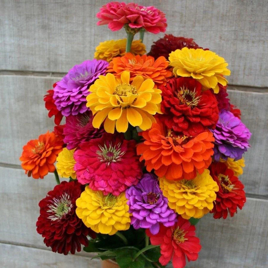 California Giant Zinnia Seeds - Rainbow Rose Color - Flower Seeds for Garden, Zinnia elegans, Bright Blooms