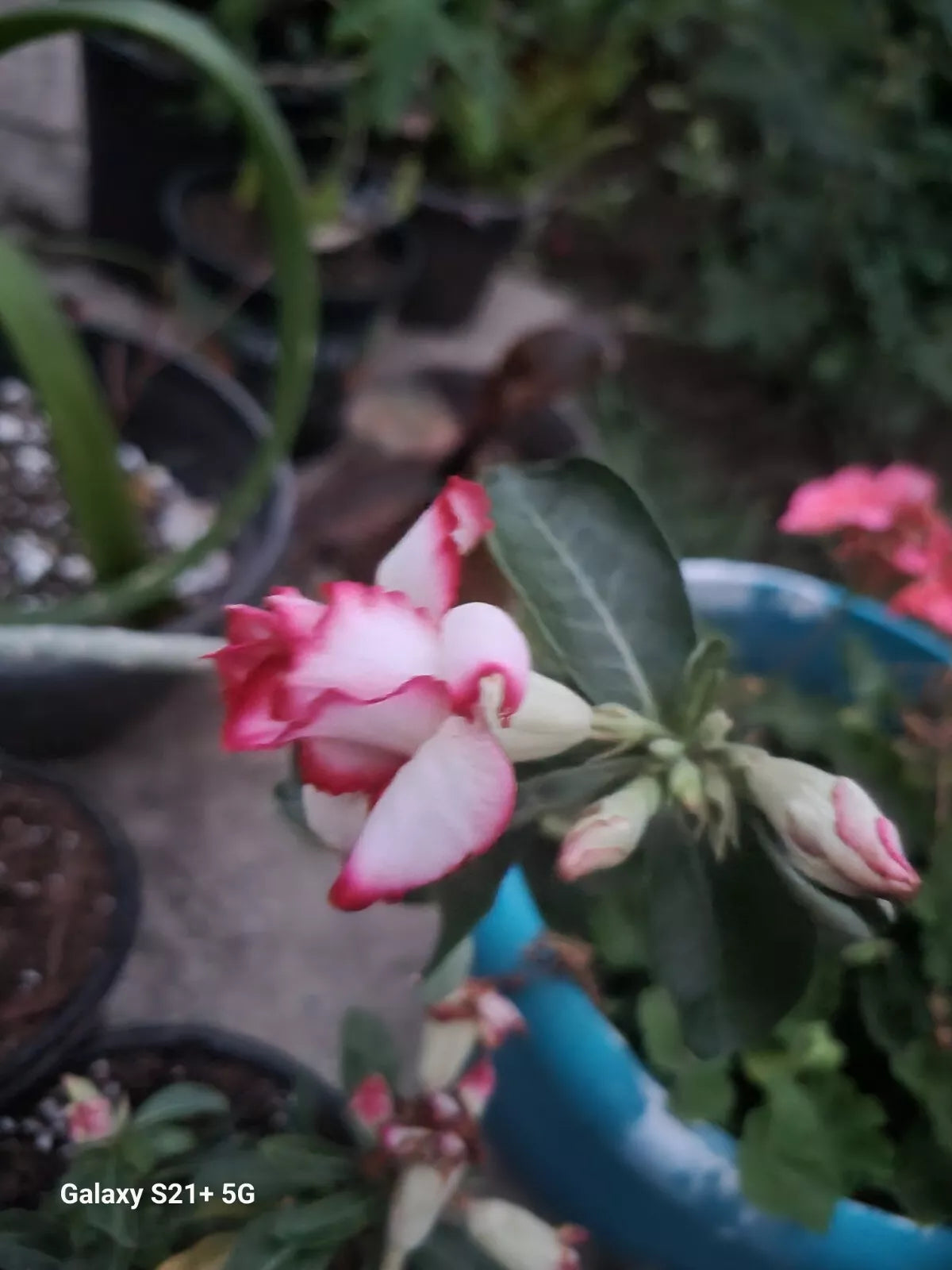 Desert Rose Plant - 6-8" Double Stripes Adenium obesum Succulent Shrub for Indoor Outdoor Gardens