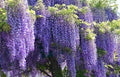 Wisteria sinensis Starter Plant - 6-8 Inches Tall, Well-Rooted Climbing Vine for Garden, Patio & Trellises