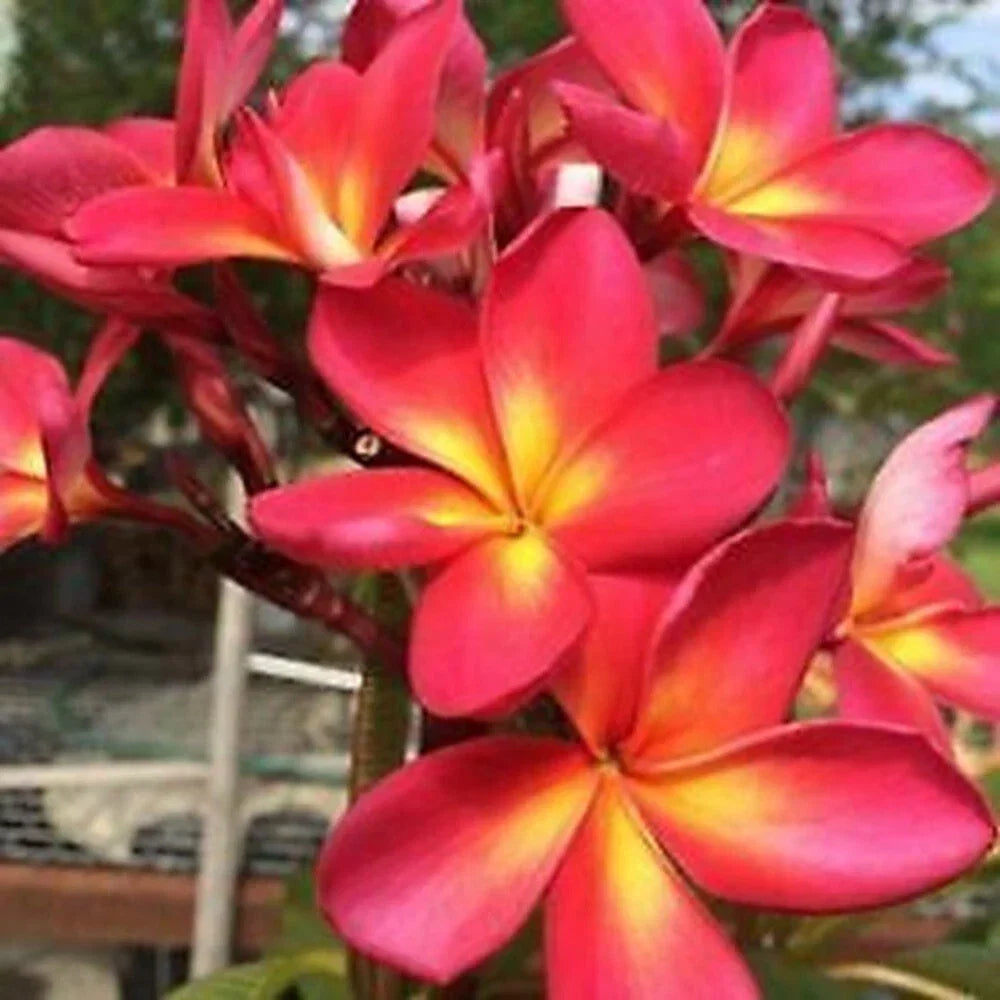 Plumeria Seeds - 5 Pink Yellow Perennial Flower Seeds - Frangipani (Plumeria spp.) for Garden, Patio, Indoor