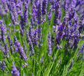 200+ Lavender Vera Seeds - Lavandula angustifolia, Fragrant Herb for Gardens & Aromatherapy