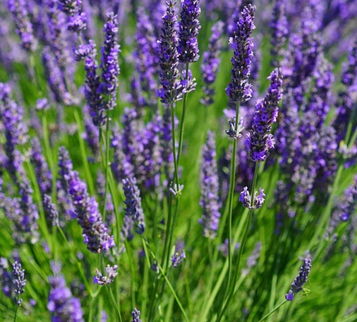200+ Lavender Vera Seeds - Lavandula angustifolia, Fragrant Herb for Gardens & Aromatherapy