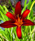 Heirloom Red Daylily Plants – 5 Pack, Long Petals, Yellow Throat, Hemerocallis fulva, Perennial, Eco-Friendly Grown