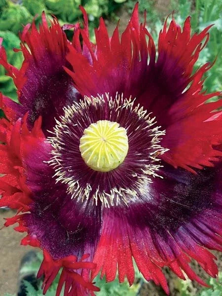 Organic Breadseed Poppy Seeds Jimi's Flag Purple & Red - 500 Seeds Papaver somniferum