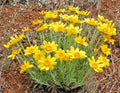 Oregon Sunshine Wooley Sunflower Seeds - Drought Tolerant Native Wildflower for Poor Soils - Eriophyllum lanatum