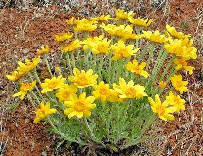 Oregon Sunshine Wooley Sunflower Seeds - Drought Tolerant Native Wildflower for Poor Soils - Eriophyllum lanatum
