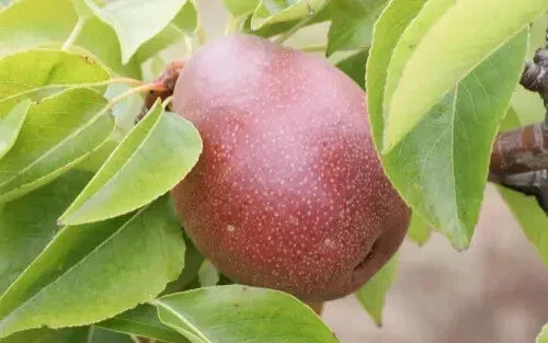 Seckel Pear Seeds, Fruit Seed for Planting, Pyrus communis, Dwarf Variety, Home Garden, Orchard, USA