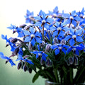 Blue Borage Seeds - 300+ Count, Pest Repellent Herb Flower, Borago officinalis, Attracts Pollinators, Easy to Grow