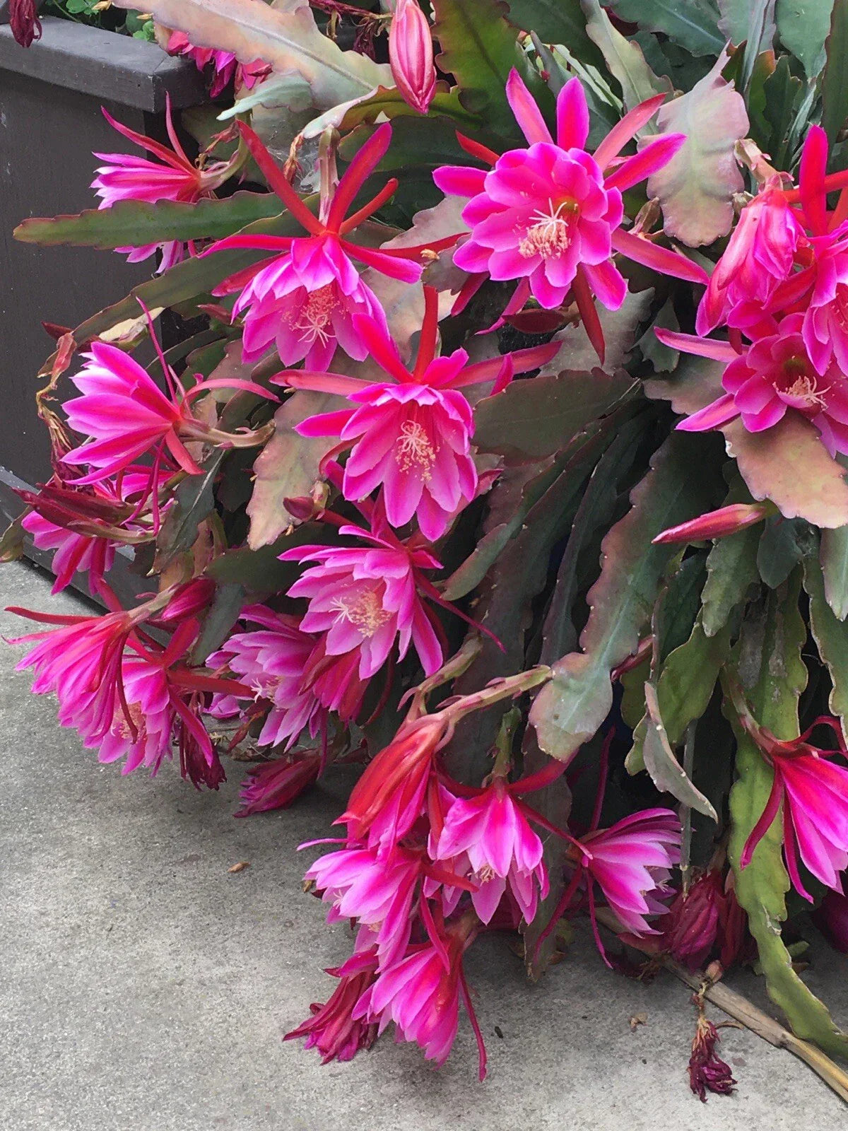 Epiphyllum Oxypetalum Pink Orchid Cactus Cuttings - 6-10 Inch Succulent Plant, Indoor/Outdoor, Drought-Resistant