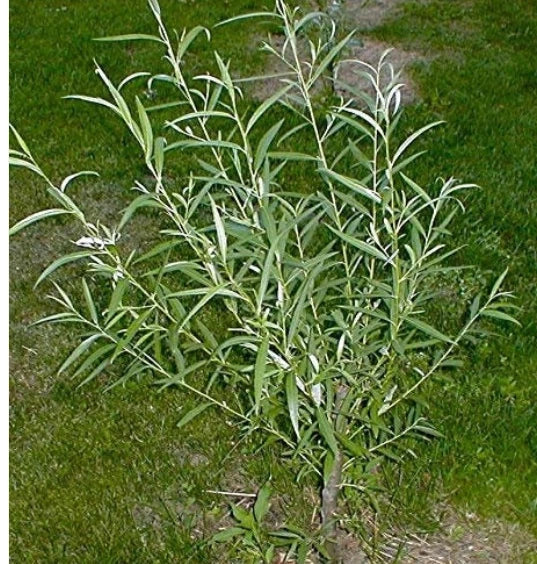 Jumbo Hybrid Willow Cuttings 6 Pack Thick 5/8-1 Inch Salix × sepulcralis Fast-Growing Tree for Privacy & Landscaping